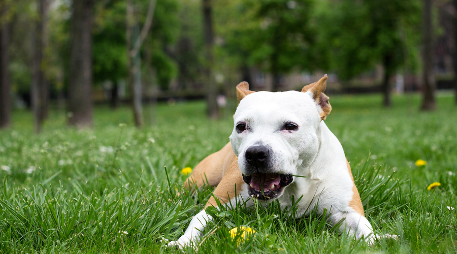 犬が草を食べる