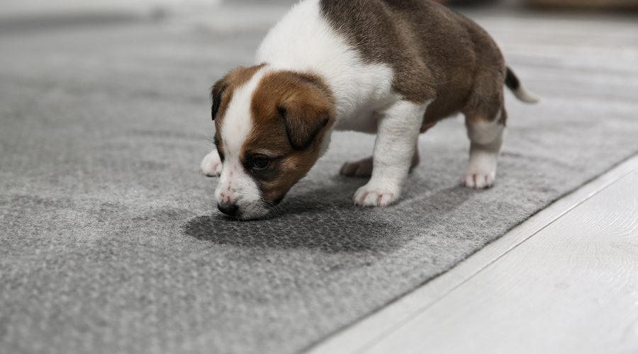 犬のおシッコ　臭い消し