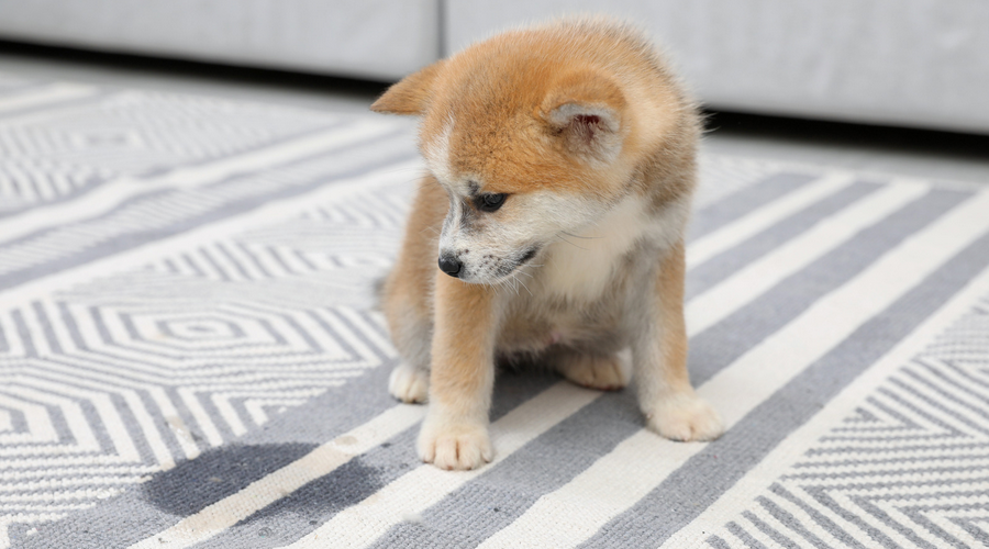 犬のおシッコ　カーペット