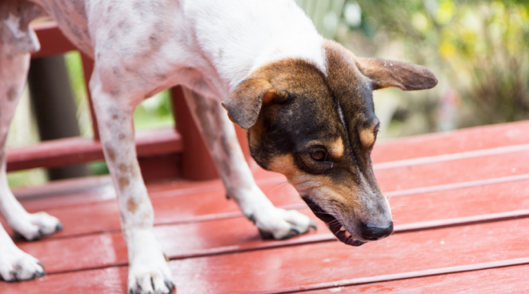 犬が うなる 理由は？犬が うなる のには意味があった！対処法は？ | 愛犬を育てるブログ