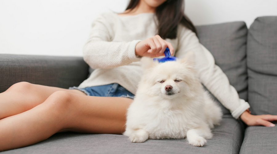 犬の抜け毛を減らすための方法