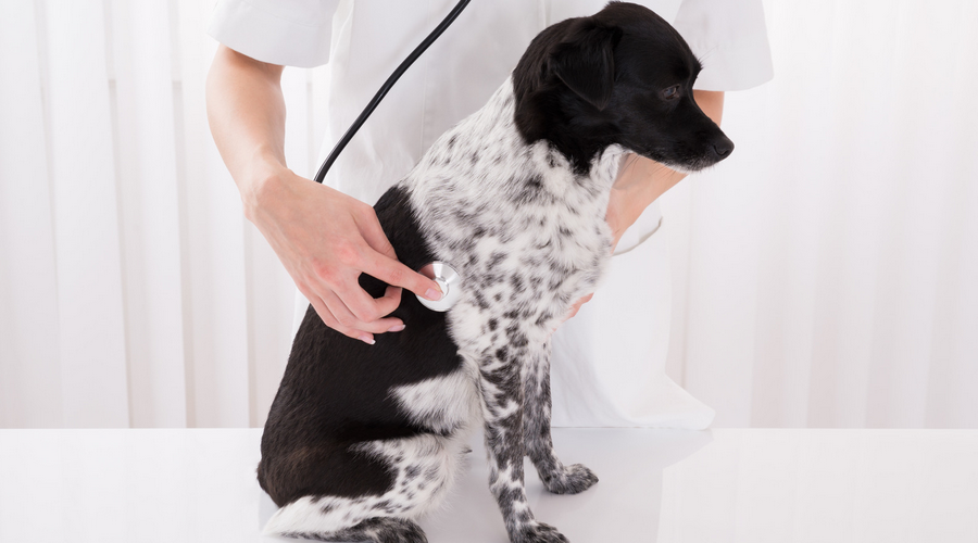 犬の抜け毛が原因で起こる皮膚炎