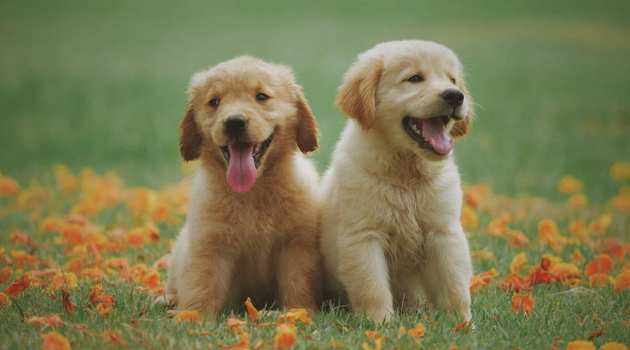 子犬の子育て