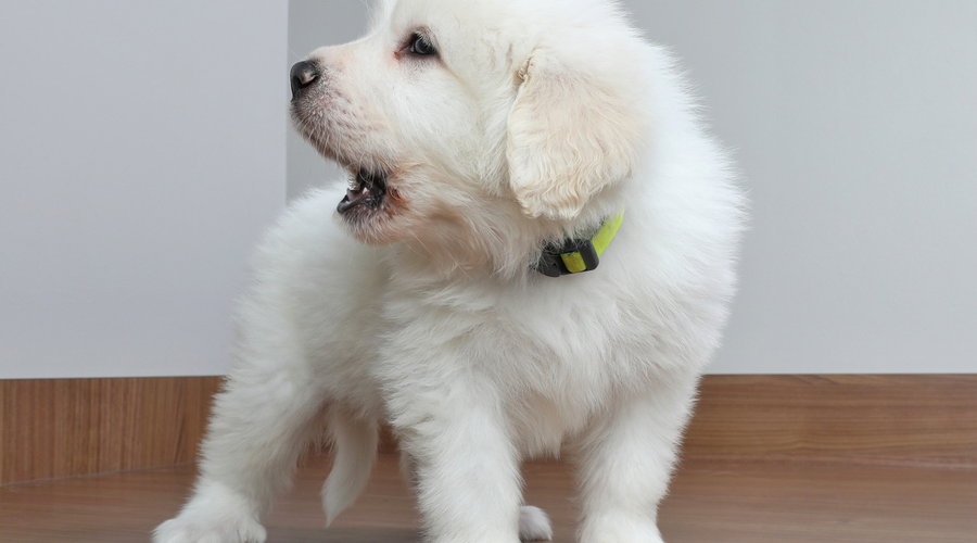 犬の夜鳴き