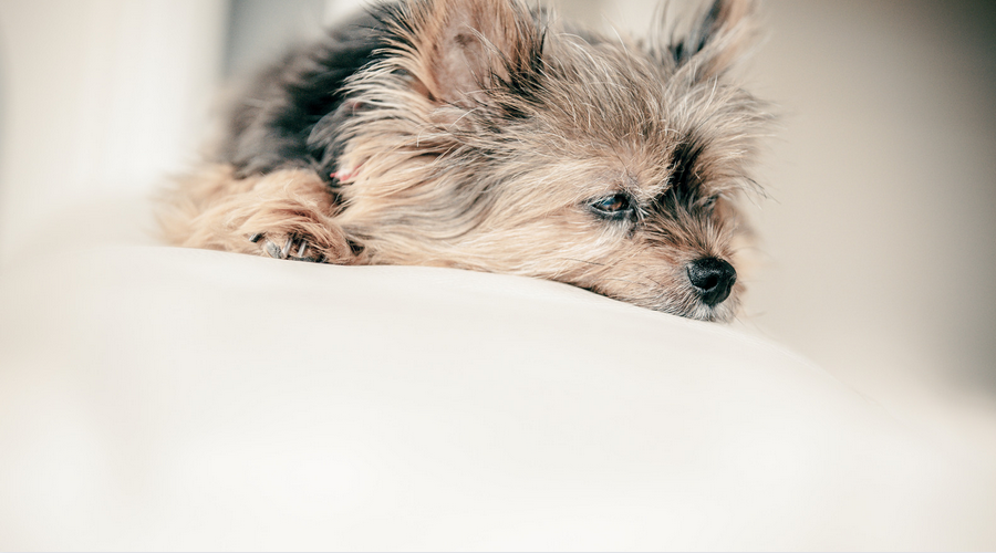 犬の認知症