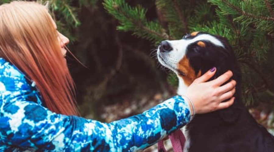 一人暮らしで犬を飼う