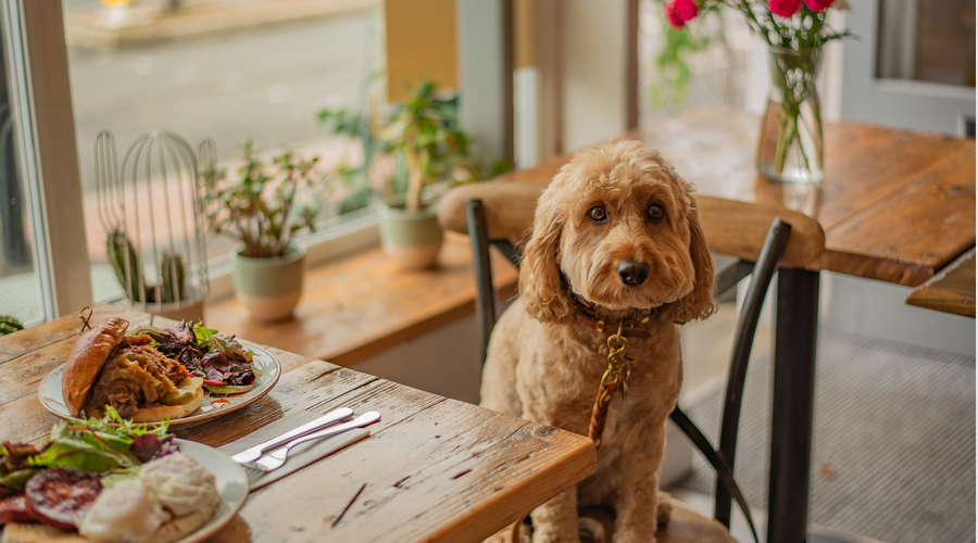 犬が食べてはいけないもの