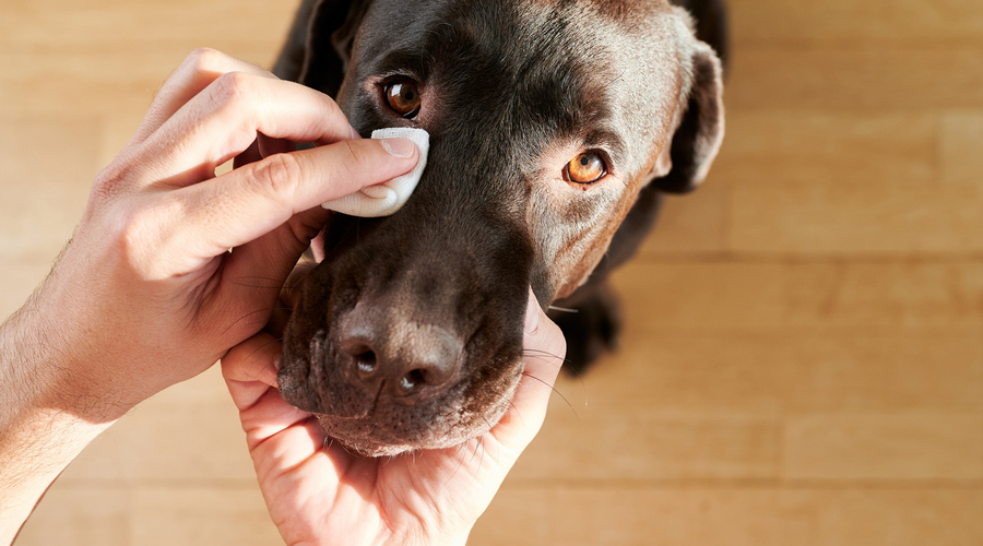 犬の涙焼け　予防法