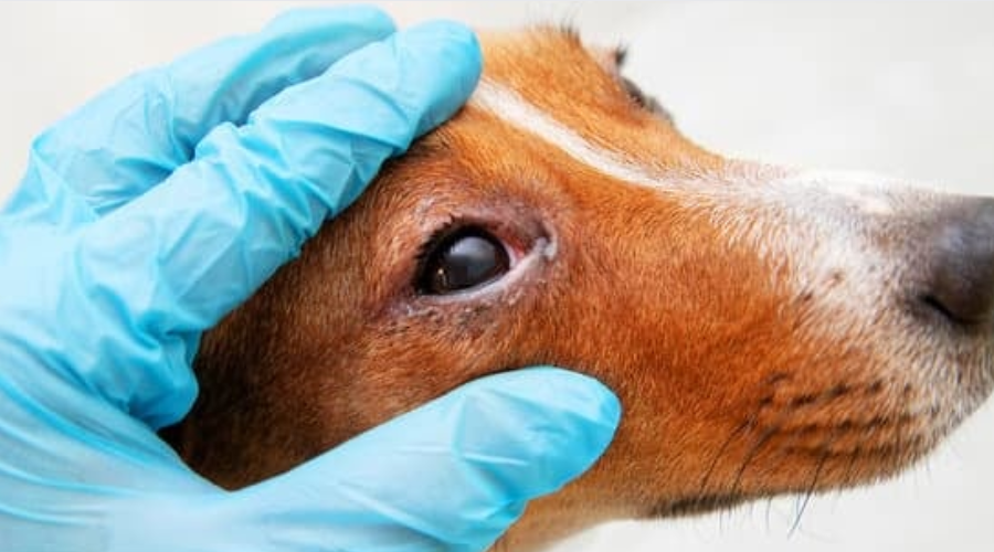 犬の涙やけの治療法