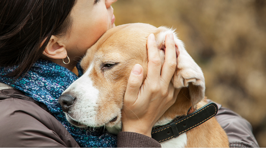 犬が散歩を嫌がる