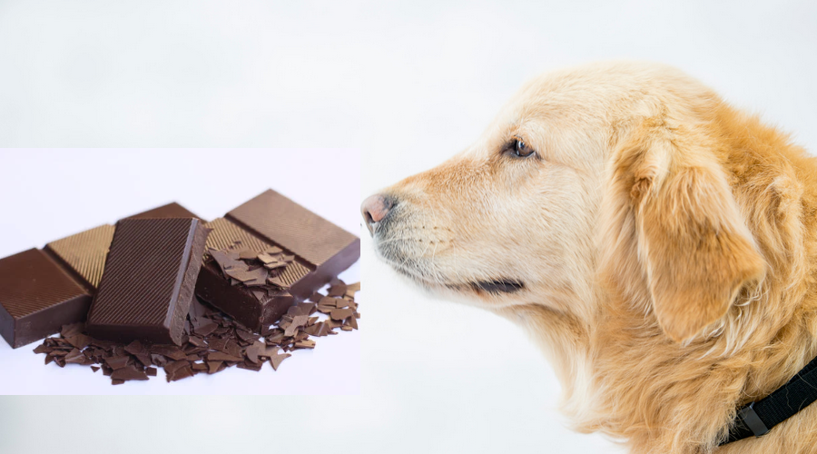 犬がチョコレートを食べた